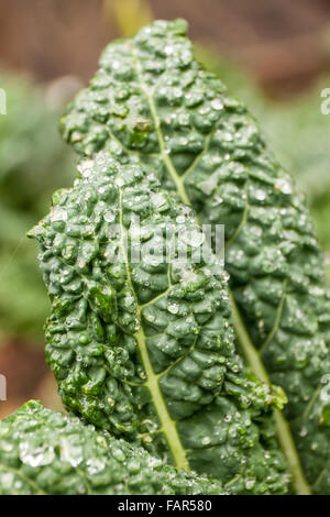 Close-up of over-wintered Dino Kale growing in a garden in Issaquah, Washington, USA.