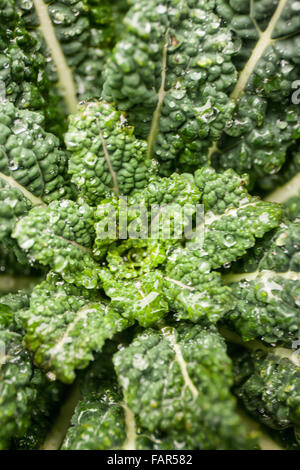 Looking down on a stalk of over-wintered Dino Kale growing in a garden in Issaquah, Washington, USA.
