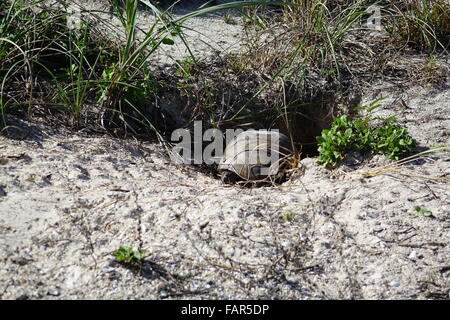 Gopher tortoise in its burrow in a sand dune Stock Photo