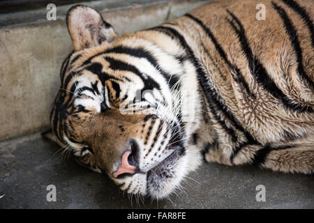 Tiger In Its Sleep Stock Photo