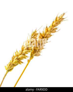 Two ears of wheat isolated on a white background Stock Photo