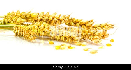 Ears of wheat isolated on a white background Stock Photo