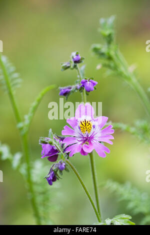 Schizanthus x wisetonensis, 'Dr. Badger'. Butterfly flower. Stock Photo