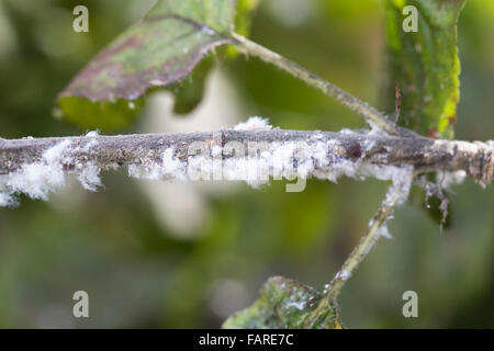 Woolly aphid on apple branches. Stock Photo