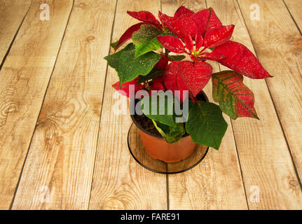 Poinsettia is a traditional Christmas Flower. It is known as Bethlehem Star in some countries. Flower in a pot standing on the c Stock Photo