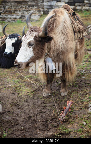 Yaks (Bos mutus) resting. Tengboche. Sagarmatha National Park. Solukhumbu District. Nepal. Stock Photo