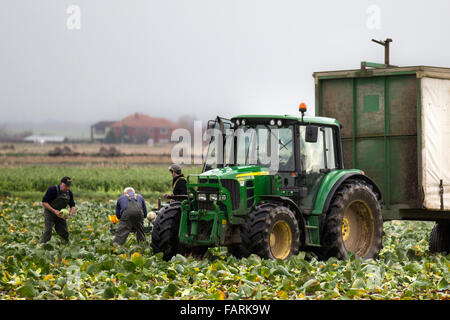 Tarleton, Lancashire, UK. 4th January, 2016. Local farmers back at Work picking cabbage trying to salvage crop from flooded fields. Essentially there are four different types, identified by the time of year when they are harvested: spring, summer, autumn and winter (savoys). This area is well served by migrant labour in the spring and summer months, but at this time of year with limited varieties of crops it is usually the farmers themselves that pick harvested cabbages to fulfil supermarket orders. Stock Photo