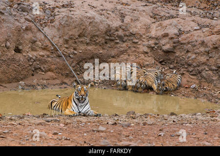 Tiger with cubs at Ranthambore National Park Stock Photo