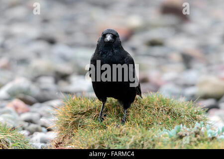 Carrion Crow Corvus corone adult perched on seashore Stock Photo