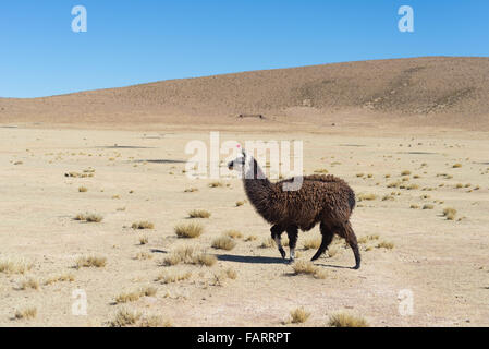 One single llama on the Andean highland in Bolivia. Adult animal galloping in desert land. Side view. Stock Photo