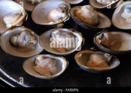 fresh clams caught under coconut palm river clam Stock Photo