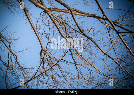 Dry tree branches in winter on blue background. Stock Photo