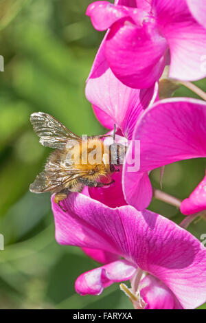 Common Carder bumblebee feeding on everlasting sweet pea Stock Photo