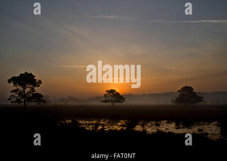 Silhouettes of three Scots pines on a heath at sunrise Stock Photo