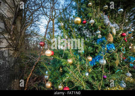 Christmas decorations hanging on a tree in open parkland. Stock Photo