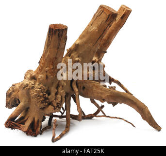 Bog wood over white background Stock Photo