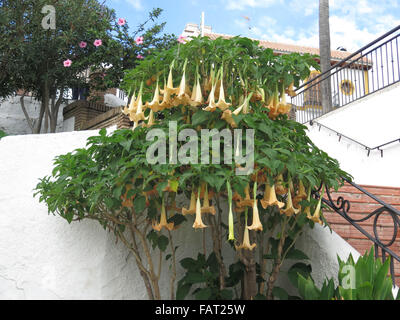 Large Trumpet Flower- Datura-Floripondio shrub in flower Stock Photo