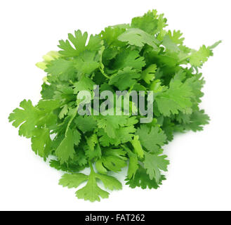 Closeup of coriander leaves over white background Stock Photo