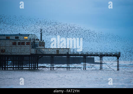 Aberystwyth, Wales, UK. 4th January, 2015. UK Weather:  A huge flock of starlings perform spectacular displays in the air above Aberystwyth pier at dusk on  Cardigan Bay in west Wales  Each evening between October and March tens of thousands of the birds fly in huge ‘murmurations; in the sky above the town before settling to roost for the night on the cast iron legs of the Victorian seaside pier.    Aberystwyth is one of only a handful of urban starling roosts in the UK. Credit:  keith morris/Alamy Live News Stock Photo