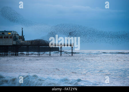 Aberystwyth, Wales, UK. 4th January, 2015. UK Weather:  A huge flock of starlings perform spectacular displays in the air above Aberystwyth pier at dusk on  Cardigan Bay in west Wales  Each evening between October and March tens of thousands of the birds fly in huge ‘murmurations; in the sky above the town before settling to roost for the night on the cast iron legs of the Victorian seaside pier.    Aberystwyth is one of only a handful of urban starling roosts in the UK. Credit:  keith morris/Alamy Live News Stock Photo