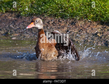 Black Bellied/Red Billed Whistling Duck (dendrocygna autumnalis) splashing in water Stock Photo