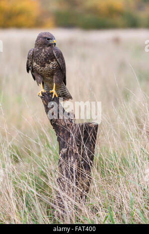 A wild bird of prey, a buzzard, flying, sitting on an old tree branch in the countryside.