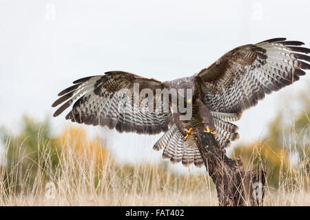 A wild bird of prey, a buzzard, flying, wings spread and landing on an old tree branch in the countryside. Stock Photo