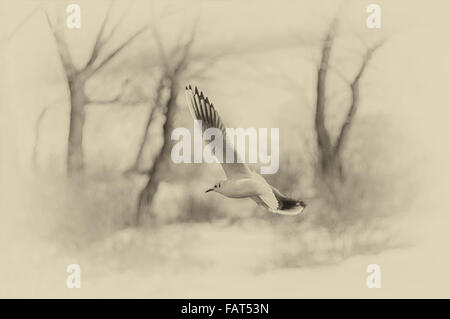 Graceful gull in winter fly - vintage processing Stock Photo