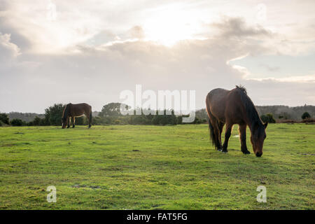 Ponies grazing in winter sunshine in the New Forest National Park, Hampshire, UK. Stock Photo