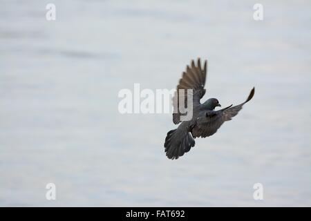 beautiful male Rock Pigeon (Columba livia) flying in the sky Stock Photo