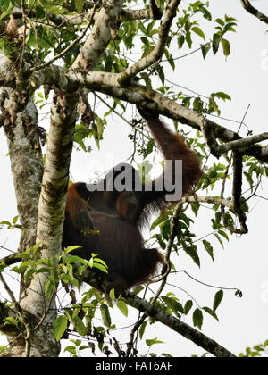 A wild male Orangutan on the tree in the kinabatangan river Stock Photo