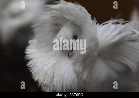 Madrid, Spain. 04th Jan, 2016. A Jacobin pigeon pictured with its feathered hood agitated by wind at Madrid zoo, where the strong gusts of wind reached 70 kilometres an hour during the afternoon hours. Credit:  Jorge Sanz/Pacific Press/Alamy Live News Stock Photo