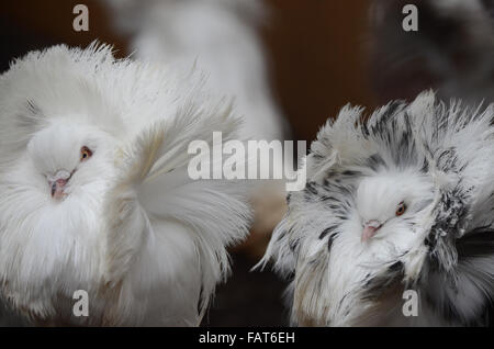 Madrid, Spain. 04th Jan, 2016. Jacobin pigeons pictured with their feathered hoods agitated by wind at Madrid zoo, where the strong gusts of wind reached 70 kilometres an hour during the afternoon hours. Credit:  Jorge Sanz/Pacific Press/Alamy Live News Stock Photo