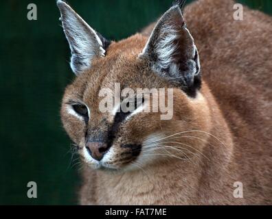 Portrait closeup of an African Caracal (Caracal caracal, Felis caracal) Stock Photo