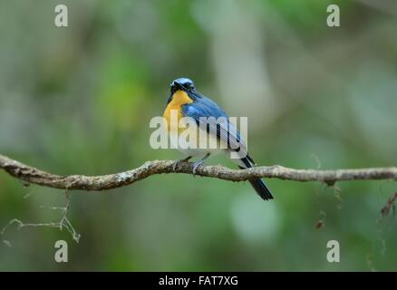 beautiful male hill blue flycatcher (Cyornis banyumas) possing Stock Photo