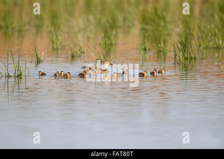 Mallard, Anas Platyrhynchos, female and brood of ducklings on water, Stock Photo