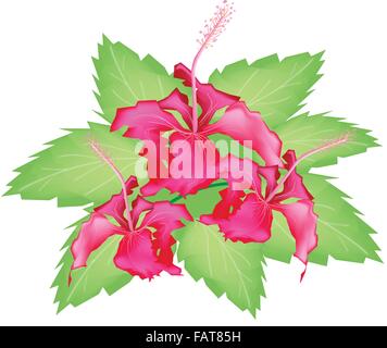 Beautiful Flower, An Illustration Group of Fresh Red Hibiscus Flowers or Bunga Raya on Green Leaves Isolated on A White Backgrou Stock Vector