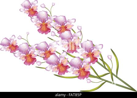A Symbol of Love and Luxury, An Illustration Beautiful Color of Pink Vanda Orchids Isolated on White Background Stock Vector