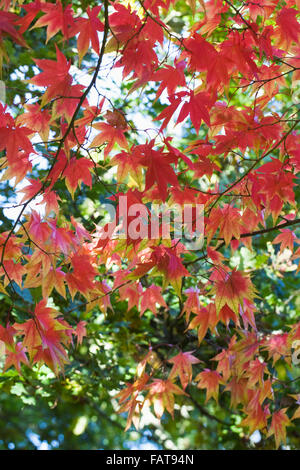 Acer palmatum ssp amoenum leaves in Autumn. Stock Photo