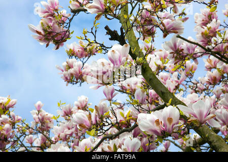 Blooming magnolia tree in Kew Gardens, London, UK Stock Photo
