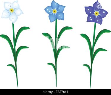 A Symbol of Love, Bright and Beautiful Three Colors of Forget Me Not Flowers Blooming in Spring and Summer Stock Vector