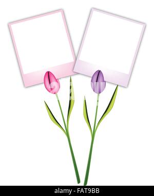 Love Concept, Illustration of Lovely Pink and Violet Tulip Flowers with Blank Instant Photo Prints or Polaroid Frames Isolated o Stock Vector