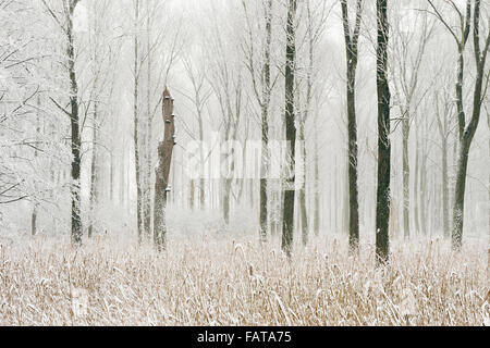 Snow covered swamp forest in the Lower Rhine Region. Winter in Meerbusch, Ilvericher Altrheinschlinge, Germany. Stock Photo