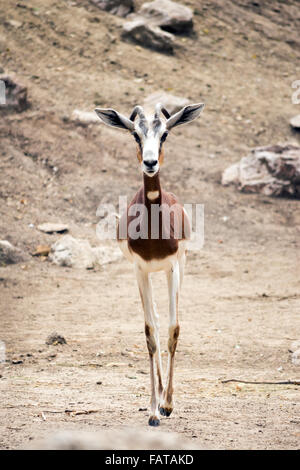 Dama gazelle (Nanger dama mhorr) Stock Photo
