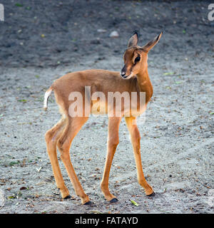 Baby dama gazelle (Nanger dama mhorr) Stock Photo