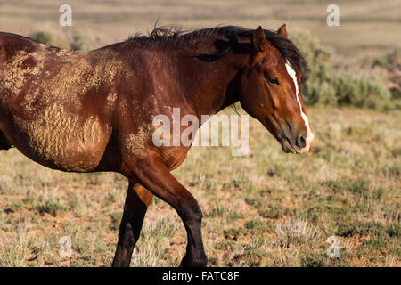 A wild stallion walks through an open, grassy field in the Bighorn Basin of north-central Wyoming. Stock Photo