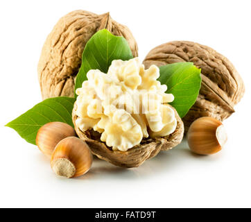 walnuts qand hazelnuts isolated on the white background. Stock Photo