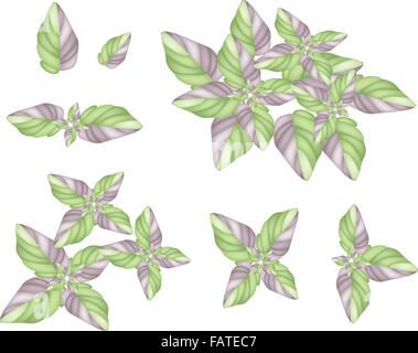 Ecological Concept, An Illustration Collection of Various Style of Green Leaves of Argyroneura Plant Isolated on White Backgroun Stock Vector
