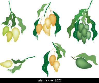 An Illustration Collection of Various Style Fresh Ripe Mango and Unripe Mango With Green Leaves Hanging on A Branch, Ready To Be Stock Vector