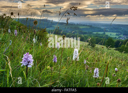 Landscape with ancient chalk grassland with Common Spotted Orchid Stock Photo